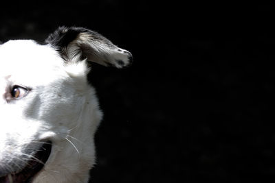 Close-up portrait of dog against black background