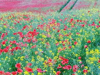 Full frame shot of red flowers blooming in field