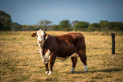 Horse standing in a field