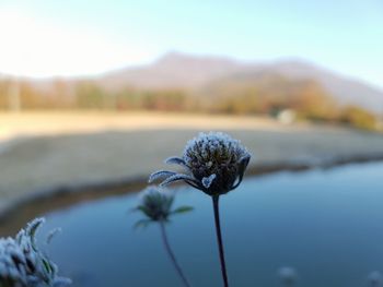 Close-up of flowering plant against lake