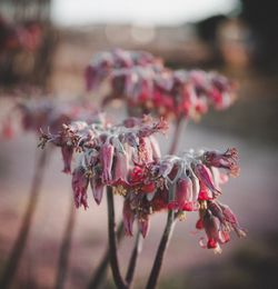 Close-up of pink flowering plants