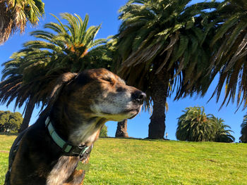 Walking spock through dolores park