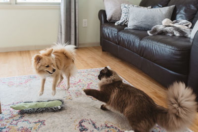 Dogs relaxing at home