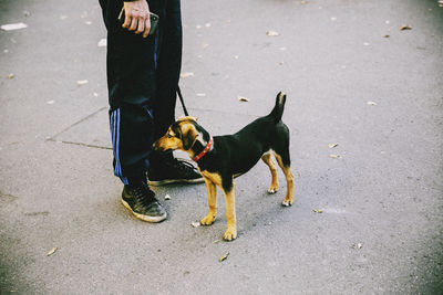 Low section of person with dog standing on road