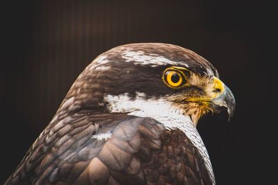 Close-up of eagle against black background