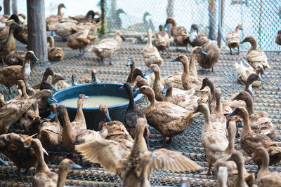 Flock of birds in the water