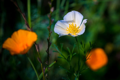 Close-up of white flowering plant