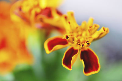 Close-up of yellow flower blooming outdoors