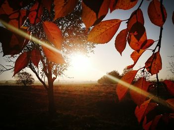 Sun shining through trees on field