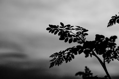 Low angle view of leaves against sky