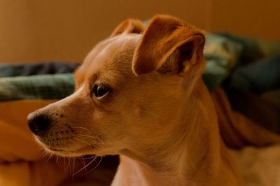 Close-up portrait of dog