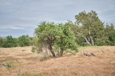 Trees on field against sky