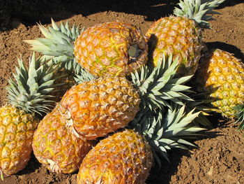 High angle view of pineapple harvest 