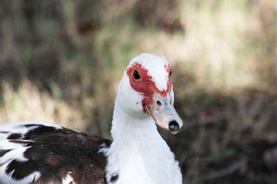 Close-up of a bird on field