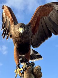 bird of prey