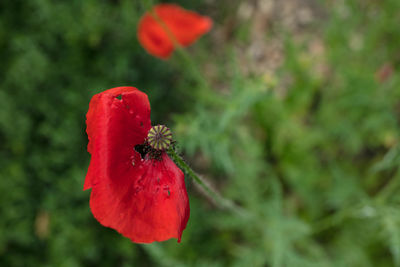 Close-up of red poppy flower on plant