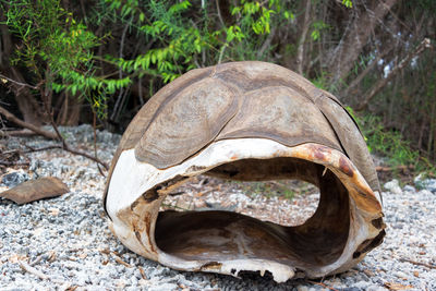 Close-up of giant tortoise shell on field at isabela island