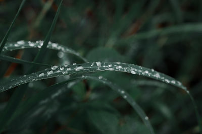 Close-up of wet plant during rainy season