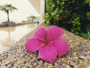 Close-up of pink flower