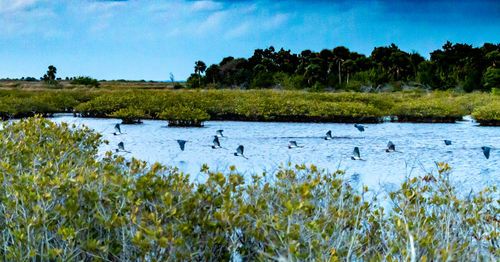 View of birds in lake