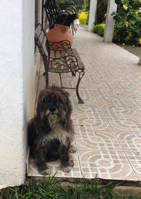 Dog sitting outdoors