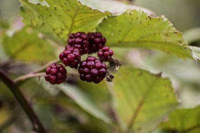 Close-up of berries growing on tree