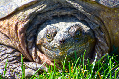 Close-up of a turtle