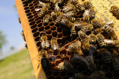 Bee keeper showing honey comb with honey bees in his garden