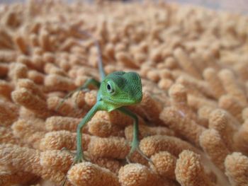 Close-up of lizard