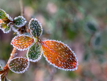 Close-up of leaves on plant