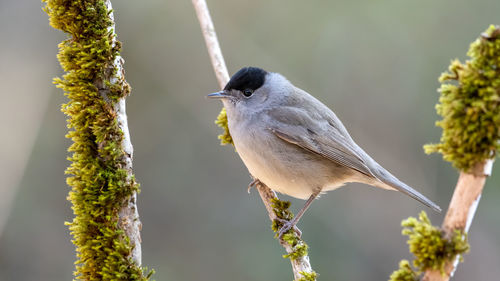 Low angle view of bird perching on branch