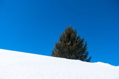 Low angle view of trees against clear blue sky