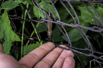 Cropped image of hand near lizard on plants