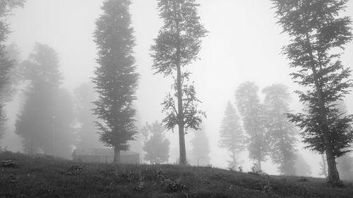 Trees on countryside landscape against clear sky