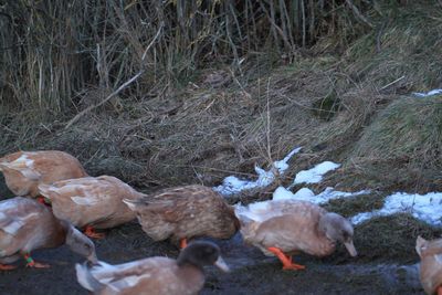 Close-up of birds on field