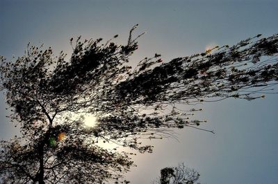 Low angle view of silhouette tree against sky