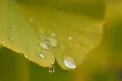 Close-up of water drops on leaves