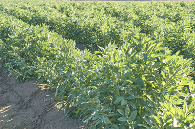 Plants growing on field