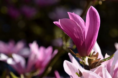 Close-up of pink crocus flowers