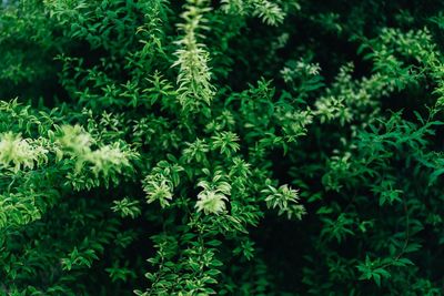 Close-up of flowering plant