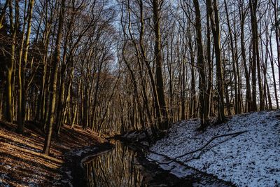 Trees in forest during winter