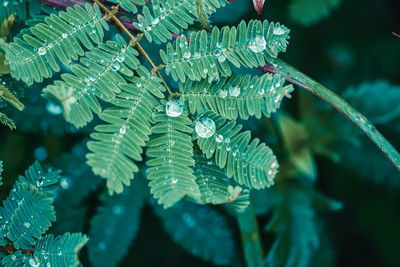 Close-up of water drops on leaves