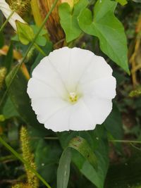 Close-up of white flowering plant