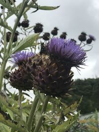 Close-up of purple thistle flowers