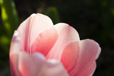 Close-up of pink rose