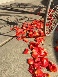 Close-up of red flowers