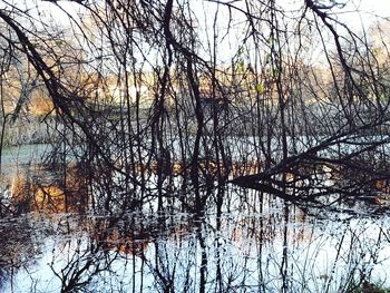Bare tree by lake against sky
