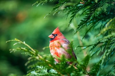 Close-up of a bird on branch