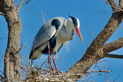 Low angle view of bird perching on tree