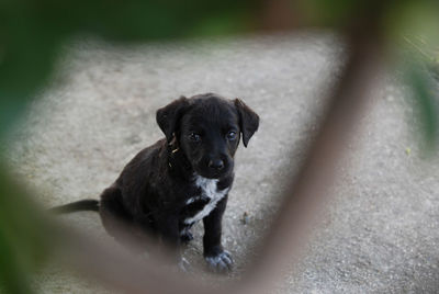 High angle portrait of puppy